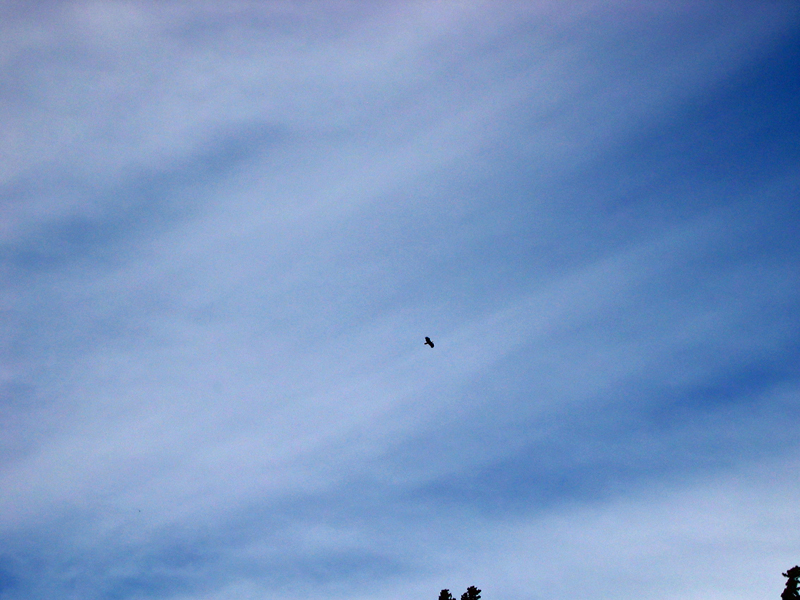 An eagle soaring above the desert.
